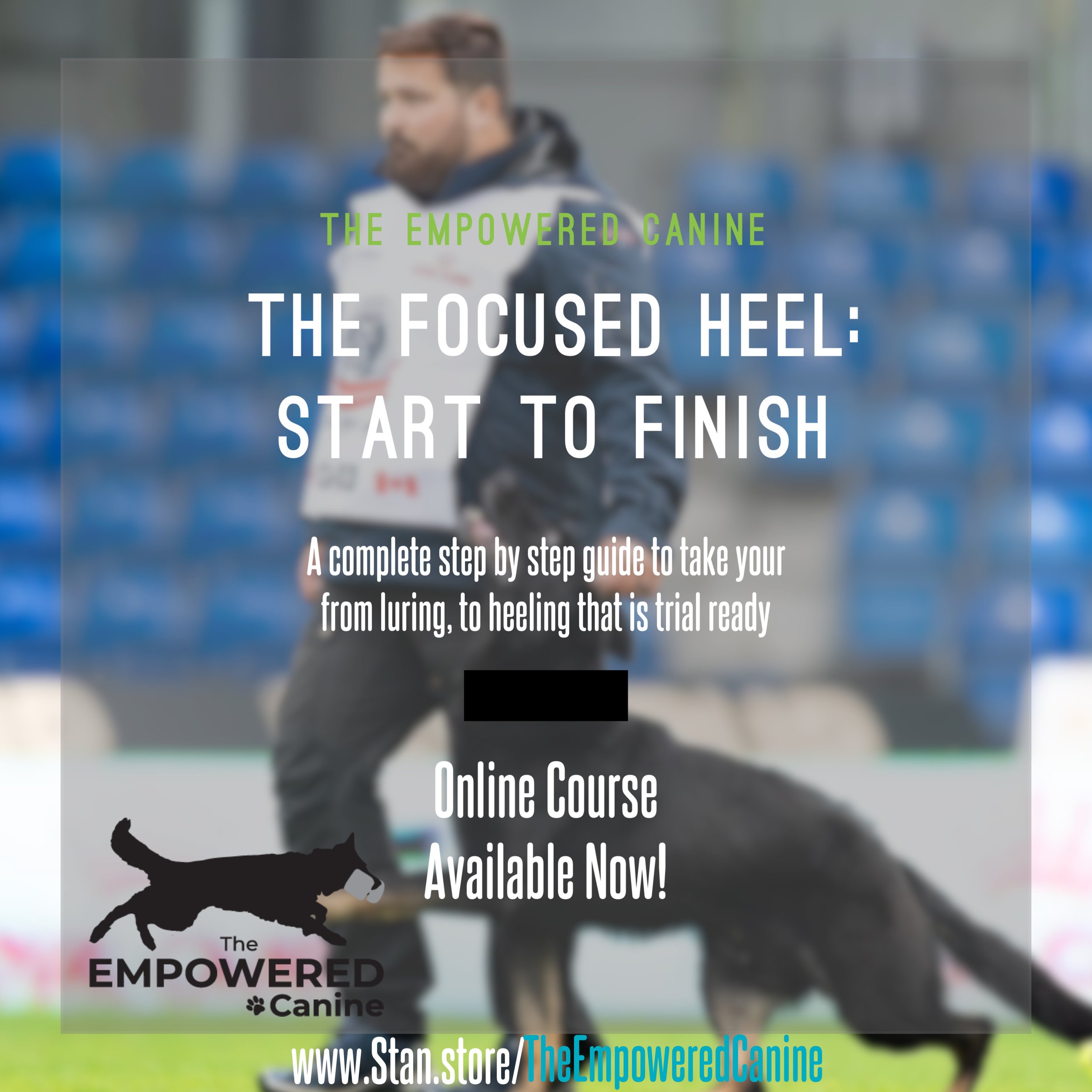 Focused heeling dog training deals